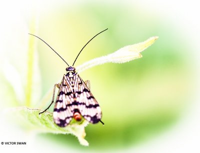Weideschorpioenvlieg - Panorpa vulgaris.JPG