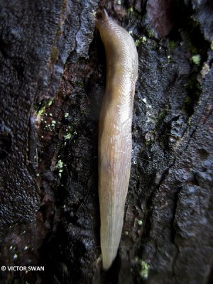 Lichte aardslak - Limacus flavus.JPG