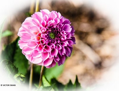 Dahlia-Stolze von Berlin.JPG