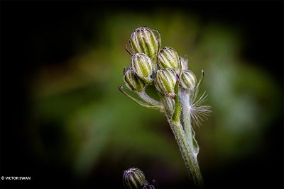 Groot streepzaad - Crepis biennis.JPG