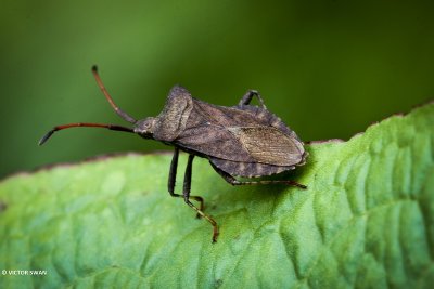 Zuringwants - Coreus marginatus .JPG