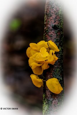 Gele Trilzwam - Tremella mesenterica.JPG