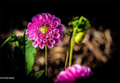 Dahlia-Stolze von Berlin.JPG
