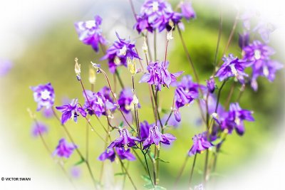 Wilde akelei - Aquilegia vulgaris.JPG