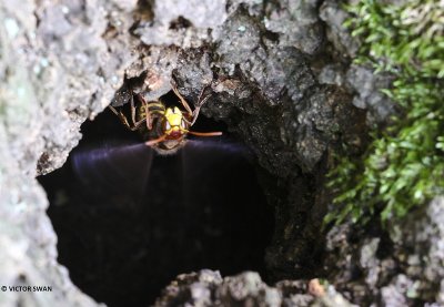 Hoornaar - Vespa crabro.JPG