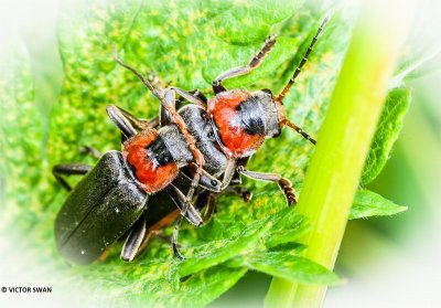 Zwartpootsoldaatje - Cantharis fusca parent.JPG