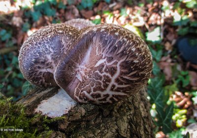 shiitake - Lentinula edodes.JPG