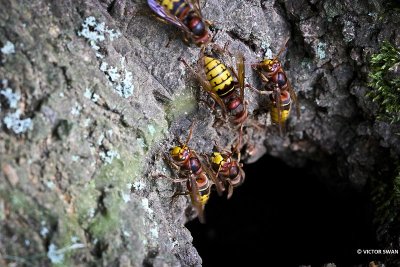 Hoornaar - Vespa crabro.JPG