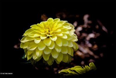 Dahlia-Serenade.JPG