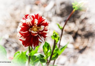 Dahlia-Fire and Ice.JPG