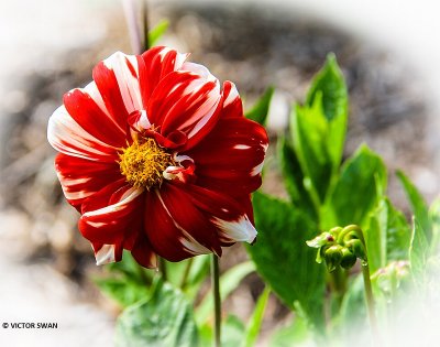Dahlia-Fire and Ice.JPG