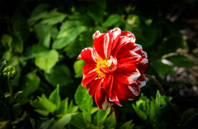 Dahlia-Fire and Ice.jpg