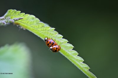 Veelstippig Aziatisch lieveheersbeestje - Harmonia axyridis f. succinea .JPG