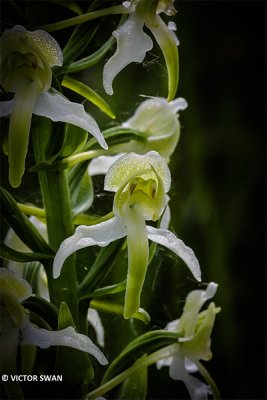 Bergnachtorchis - Platanthera chlorantha.JPG