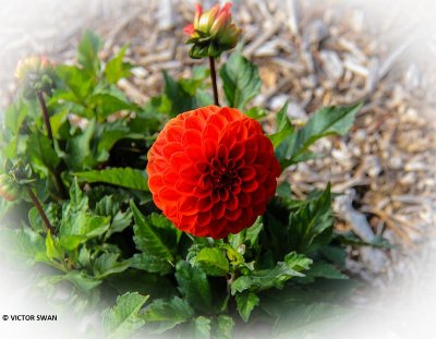 Dahlia-Melody Bolero.JPG