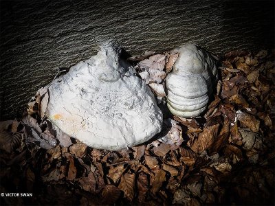 Echte tonderzwam - Fomes fomentarius (2) als slim object kl1.JPG