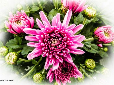 Chrysanthemum.JPG