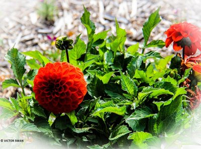 Dahlia-Melody Bolero.JPG