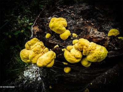 Zwavelzwam - Laetiporus sulphureus.JPG