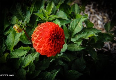 Dahlia-Melody Bolero.JPG