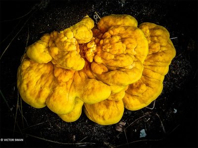 Zwavelzwam - Laetiporus sulphureus.JPG