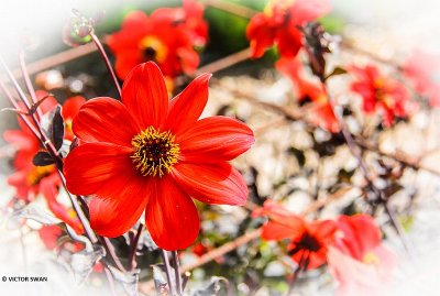 Dahlia-Mia van Cauwelaerl.JPG