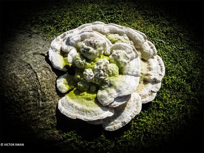 Witte bultzwam - Trametes gibbosa.JPG