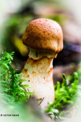 Armbandgordijnzwam - Cortinarius armillatus.JPG