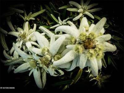 Edelweiss - Leontopodium alpinum.JPG