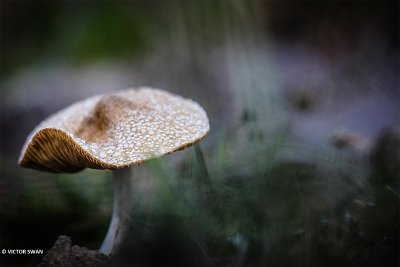 Zandpadvezelkop - Inocybe lacera.JPG