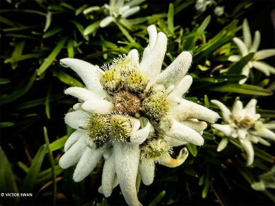 Edelweiss - Leontopodium alpinum.JPG