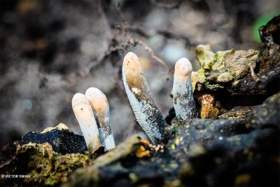 Esdoornhoutknotszwam - xylaria longipesJPG