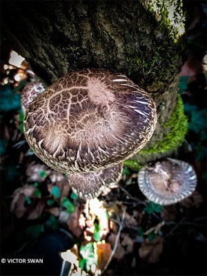 Shiitake - Lentinula edodes.JPG