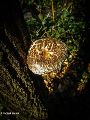 Shiitake - Lentinula edodes.JPG