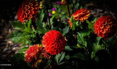Dahlia-Melody Bolero.JPG