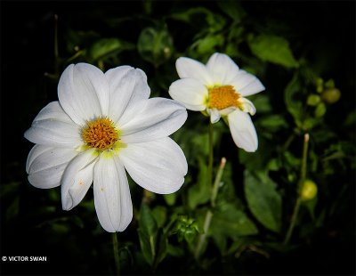 Dahlia-Sneezy.JPG