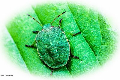 Groene stinkwants Palomena prasina.JPG