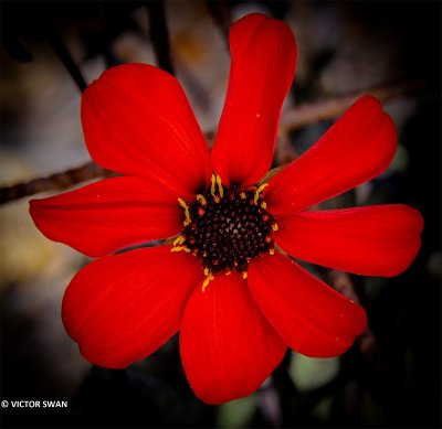 Dahlia-Mia van Cauwelaert.JPG