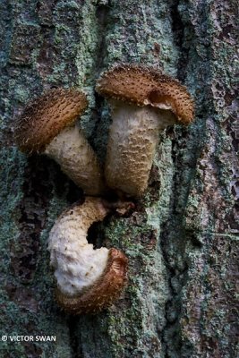 Sombere honingzwam - Armillaria ostoyae .JPG