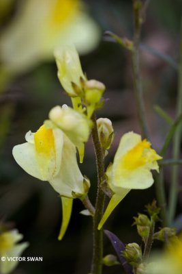 Vlasbekje - Linaria vulgaris.JPG