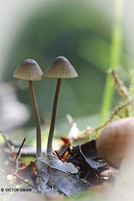Melksteelmycena - Mycena galopus.JPG