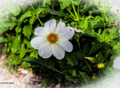 Dahlia-Sneezy.JPG