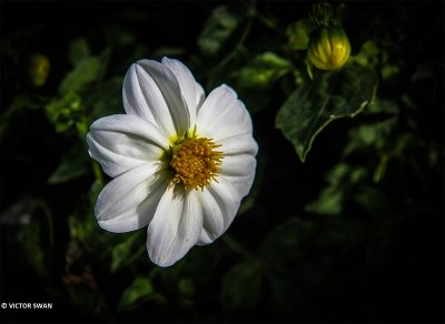 Dahlia-Sneezy.JPG