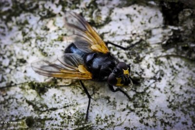 Schorsvlieg - Mesembrina meridiana .JPG