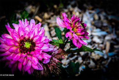 Dahlia-Gallery Renoir .JPG