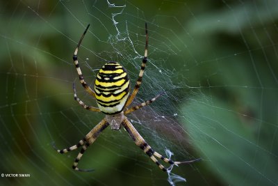 Tijgerspin - Argiope bruennichi .JPG