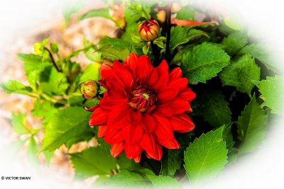 Dahlia-Heat Wave.JPG