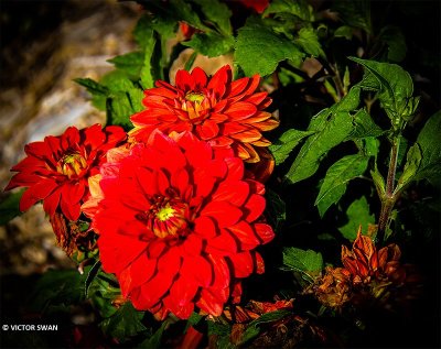 Dahlia-Heat Wave.JPG