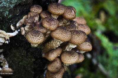 Sombere honingzwam - Armillaria ostoyae.JPG