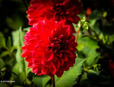 Dahlia-Heat Wave.JPG